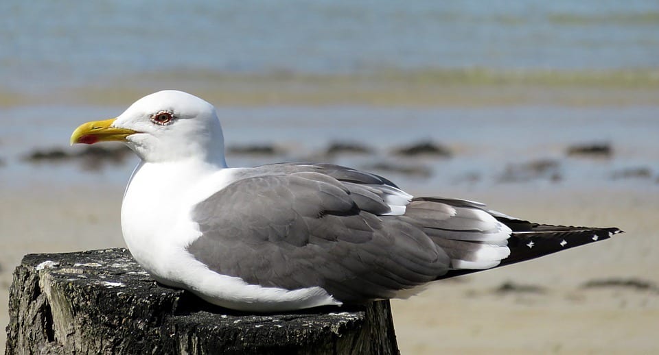 White Seaside Sea Bird Seagull Animal Grey Beach